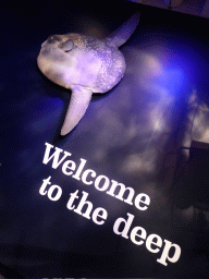 Model of a Ocean Sunfish, at the Deep Sea exhibition at the second floor of the Queensland Museum & Sciencentre