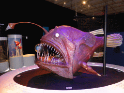 Model of a deep sea fish, at the Deep Sea exhibition at the second floor of the Queensland Museum & Sciencentre