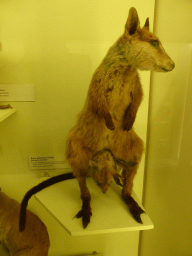 Stuffed Brush-tailed Rock-wallaby with Joey, at the second floor of the Queensland Museum & Sciencentre
