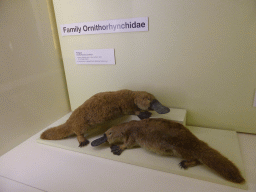 Stuffed Platypuses, at the second floor of the Queensland Museum & Sciencentre