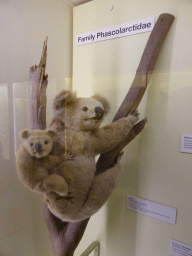 Stuffed Koala with Joey, at the second floor of the Queensland Museum & Sciencentre