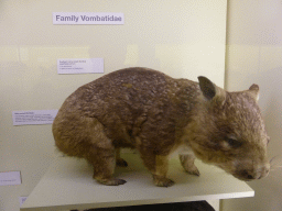 Stuffed Hairy-nosed Wombat, at the second floor of the Queensland Museum & Sciencentre