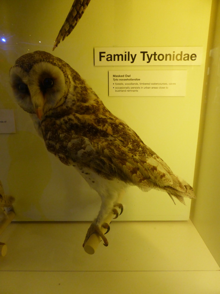 Stuffed Masked Owl, at the second floor of the Queensland Museum & Sciencentre