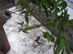 Stick insect, at the second floor of the Queensland Museum & Sciencentre