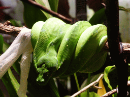 Green Tree Python, at the second floor of the Queensland Museum & Sciencentre