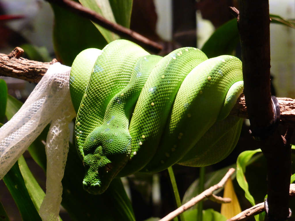 Green Tree Python, at the second floor of the Queensland Museum & Sciencentre