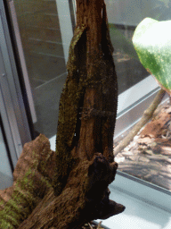 Gekko, at the second floor of the Queensland Museum & Sciencentre