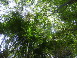 Trees at the South Bank Parklands