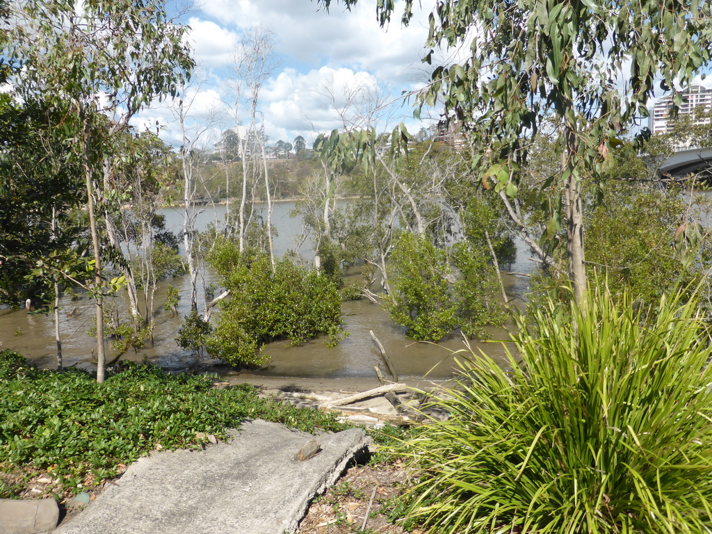 Trees in the Brisbane River at the City Botanic Gardens, viewed from the Botanic Gardens Bikeway