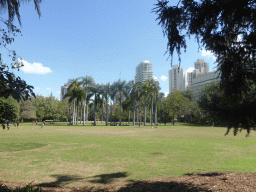 Grassland and palm trees at the City Botanic Gardens