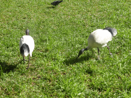 Australian White Ibises at the Post Office Square