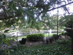 Pond with fountain at the northwest side of the City Botanic Gardens, viewed from Alice Street