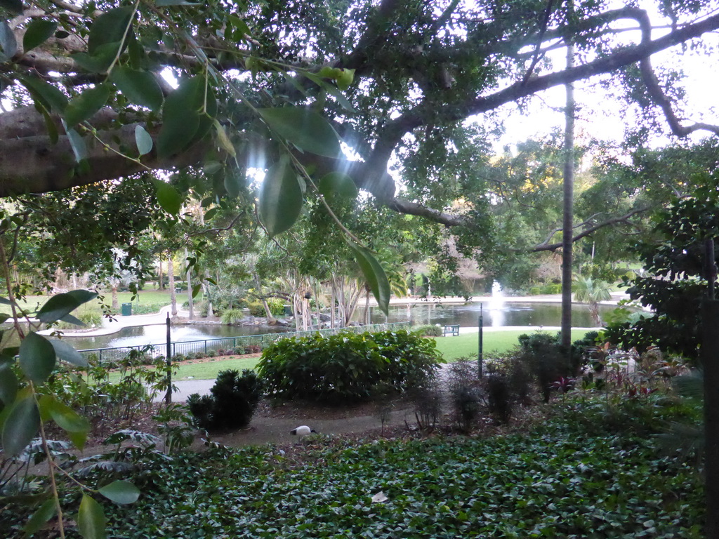 Pond with fountain at the northwest side of the City Botanic Gardens, viewed from Alice Street