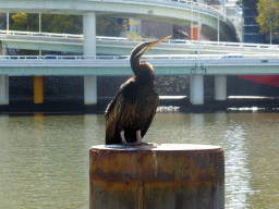 Australasian darter on a pole in the Brisbane River, viewed from the Southbank Boardwalk