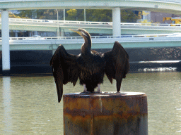 Australasian darter on a pole in the Brisbane River, viewed from the Southbank Boardwalk