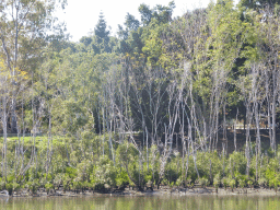 Mangrove trees in the Brisbane River, viewed from the Miramar Koala & River Cruise boat