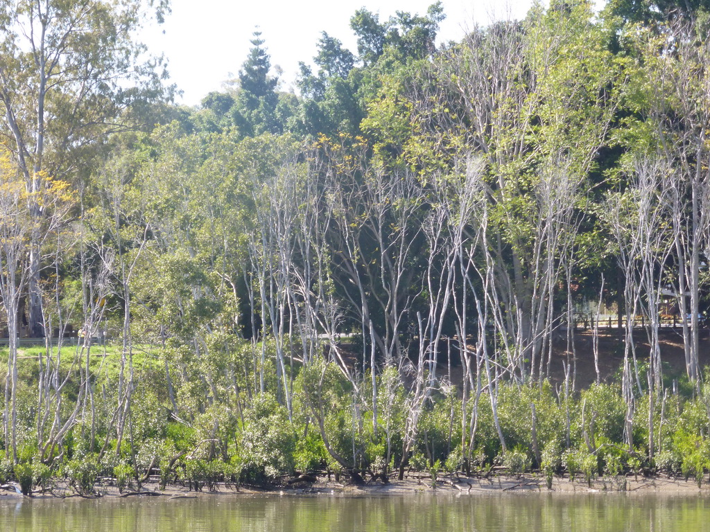 Mangrove trees in the Brisbane River, viewed from the Miramar Koala & River Cruise boat