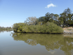 Mangrove trees in the Brisbane River, viewed from the Miramar Koala & River Cruise boat