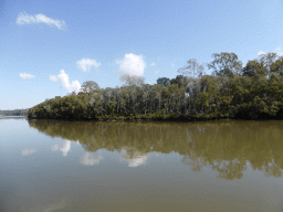 Mangrove trees in the Brisbane River, viewed from the Miramar Koala & River Cruise boat