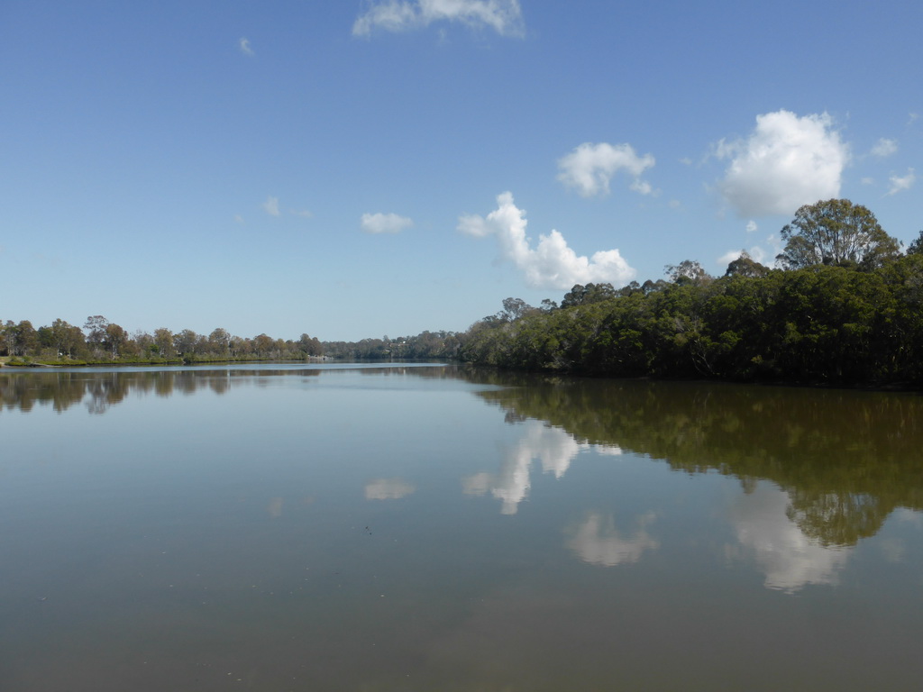 The Brisbane River and mangrove trees, viewed from the Miramar Koala & River Cruise boat