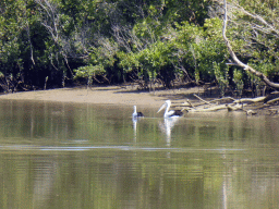 Australian Pelicans and Mangrove trees in the Brisbane River, viewed from the Miramar Koala & River Cruise boat