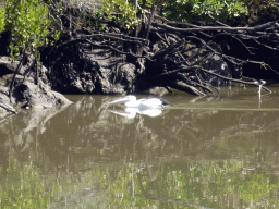 Australian Pelican and Mangrove trees in the Brisbane River, viewed from the Miramar Koala & River Cruise boat