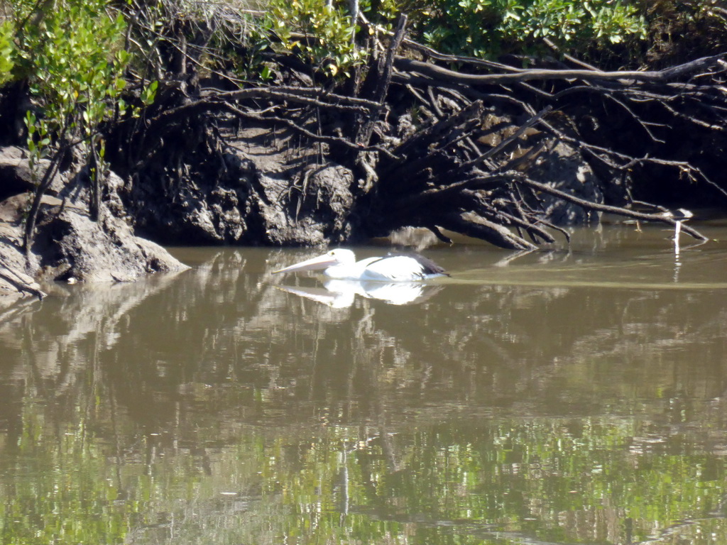 Australian Pelican and Mangrove trees in the Brisbane River, viewed from the Miramar Koala & River Cruise boat