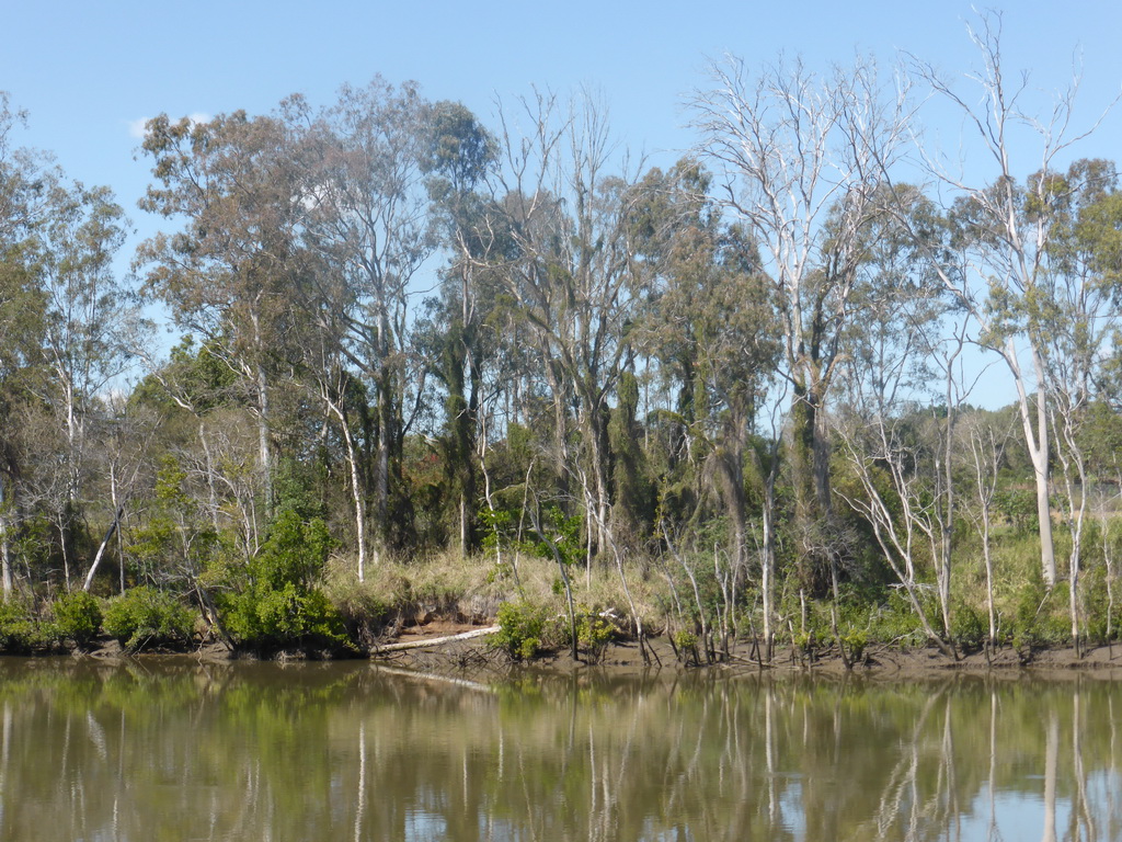 Mangrove trees in the Brisbane River, viewed from the Miramar Koala & River Cruise boat