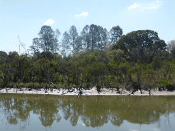 Mangrove trees in the Brisbane River, viewed from the Miramar Koala & River Cruise boat