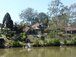 Mangrove trees in the Brisbane River, viewed from the Miramar Koala & River Cruise boat