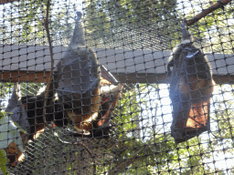 Grey-headed Flying Foxes at the Lone Pine Koala Sanctuary