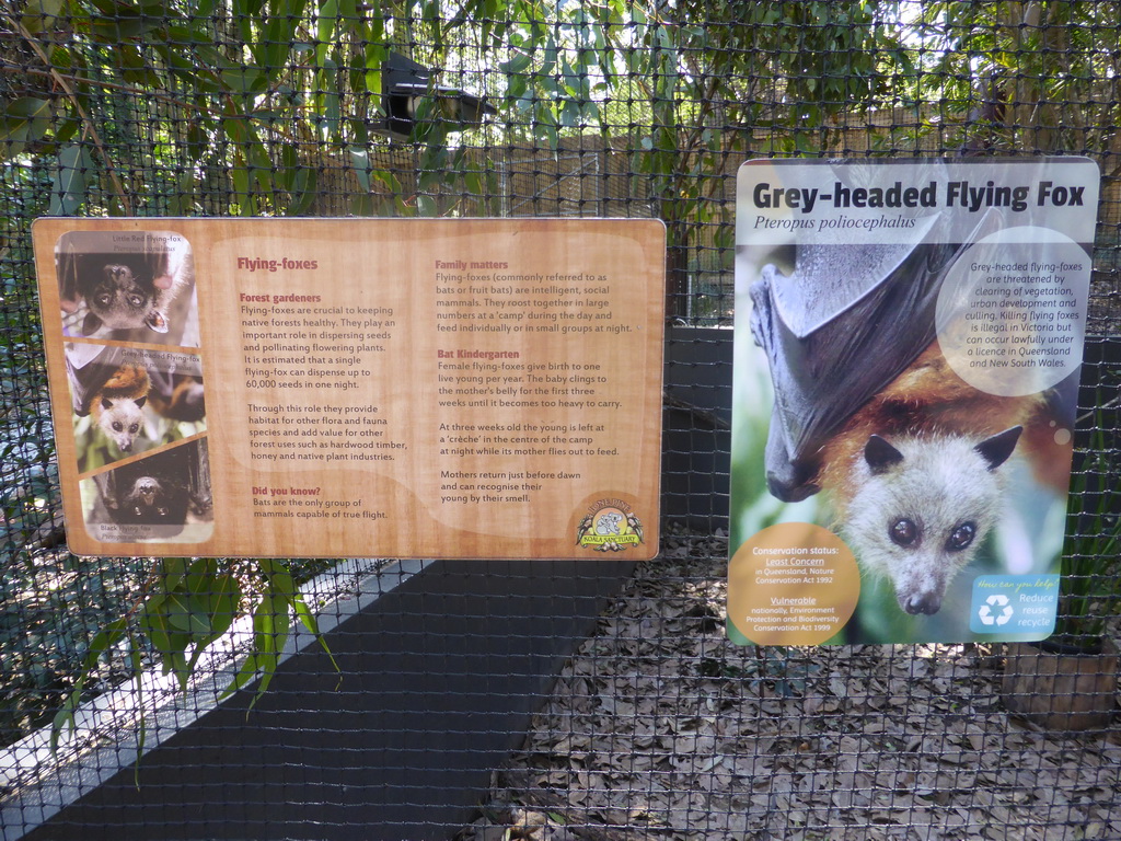 Information on Flying Foxes at the Lone Pine Koala Sanctuary