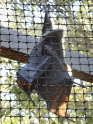 Grey-headed Flying Fox at the Lone Pine Koala Sanctuary