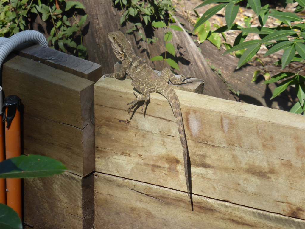 Iguana at the Lone Pine Koala Sanctuary