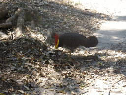 Australian Brushturkey at the Lone Pine Koala Sanctuary