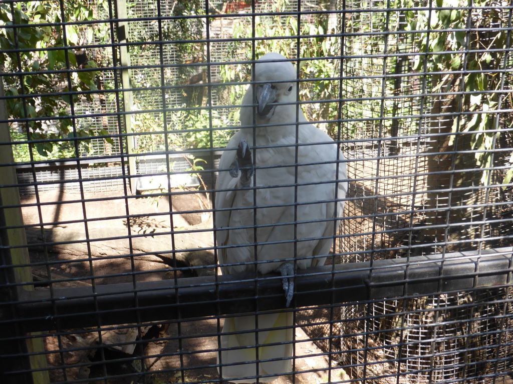 Sulphur-crested Cockatoo at the Lone Pine Koala Sanctuary