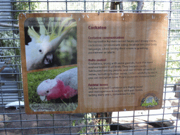 Information on the Sulphur-crested Cockatoo at the Lone Pine Koala Sanctuary