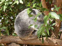 Koala at the Lone Pine Koala Sanctuary