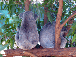 Koalas at the Lone Pine Koala Sanctuary