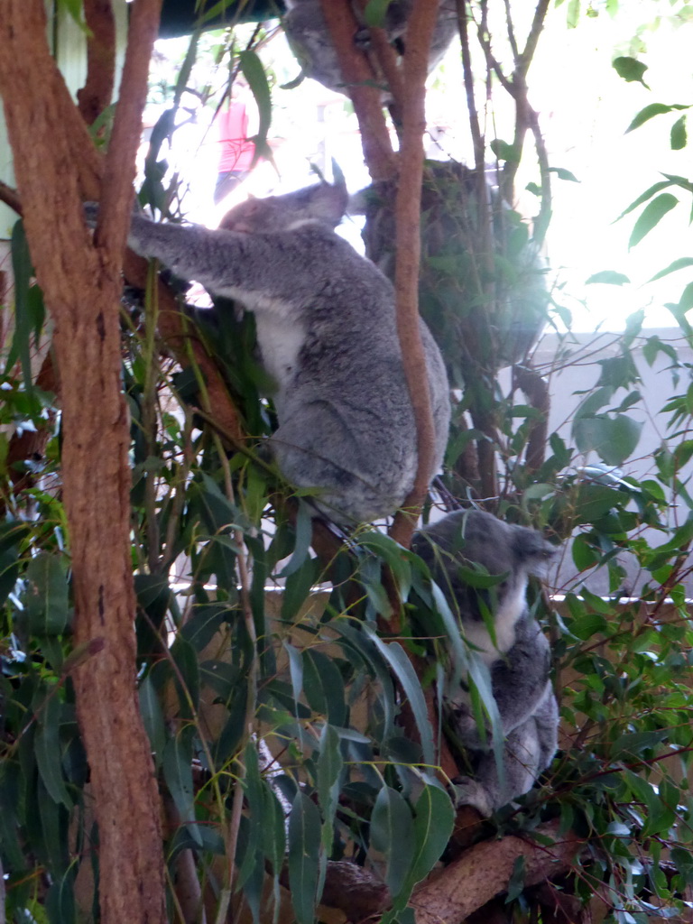 Koalas at the Lone Pine Koala Sanctuary