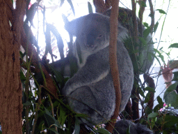 Koalas at the Lone Pine Koala Sanctuary