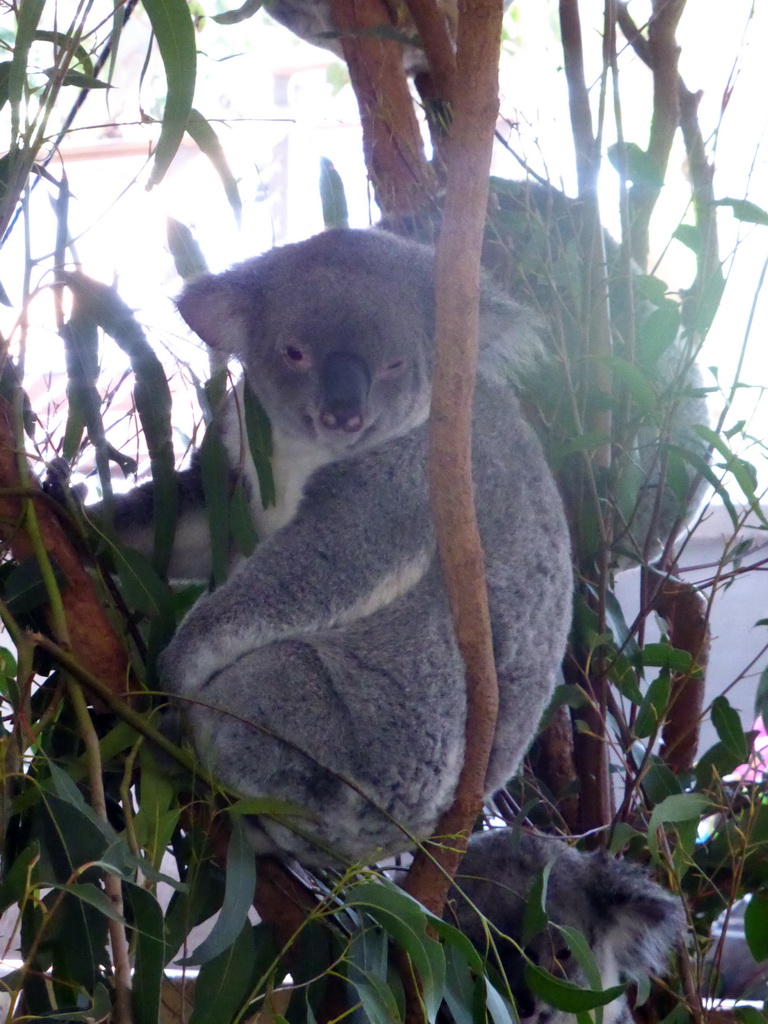 Koalas at the Lone Pine Koala Sanctuary