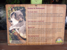 Information on Koalas in Retirement at the Lone Pine Koala Sanctuary