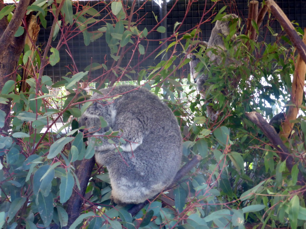 Koalas at the Lone Pine Koala Sanctuary