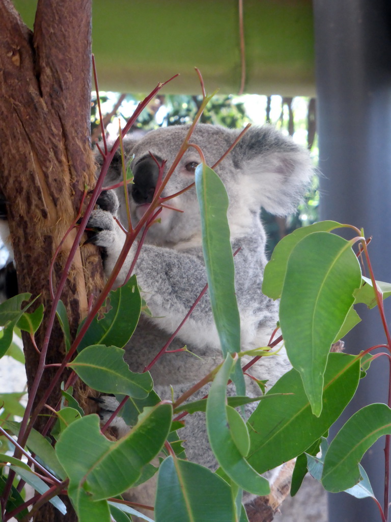 Koala at the Lone Pine Koala Sanctuary