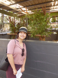 Miaomiao with Koalas at the Lone Pine Koala Sanctuary