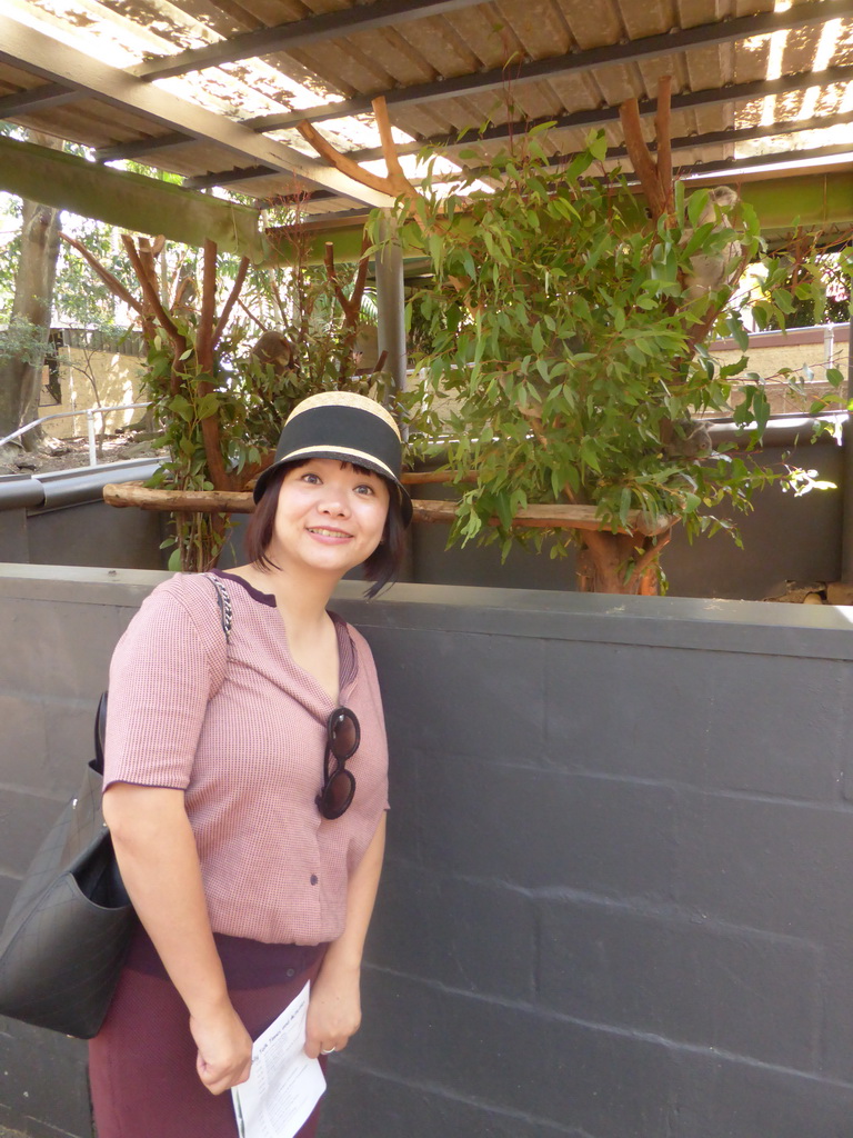 Miaomiao with Koalas at the Lone Pine Koala Sanctuary