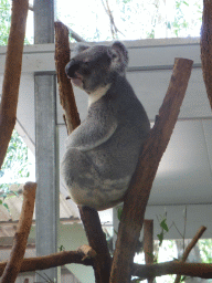 Koala at the Lone Pine Koala Sanctuary