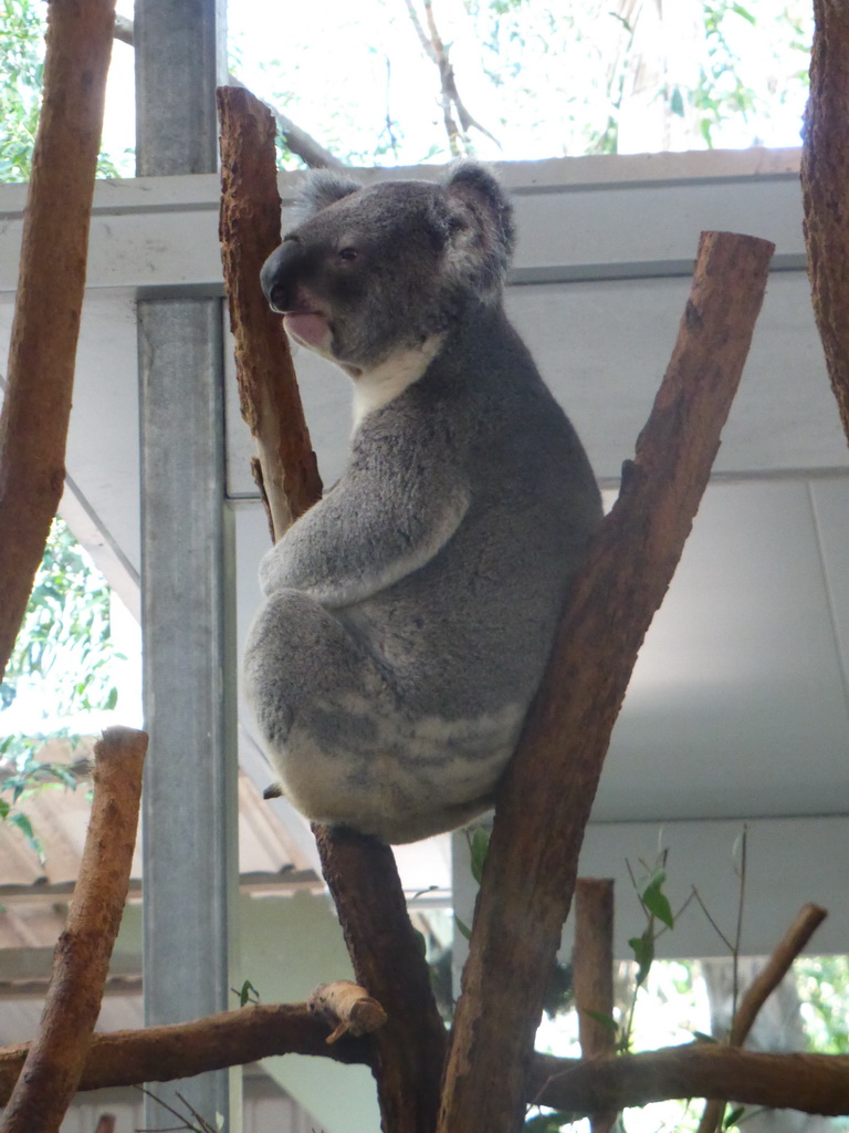 Koala at the Lone Pine Koala Sanctuary