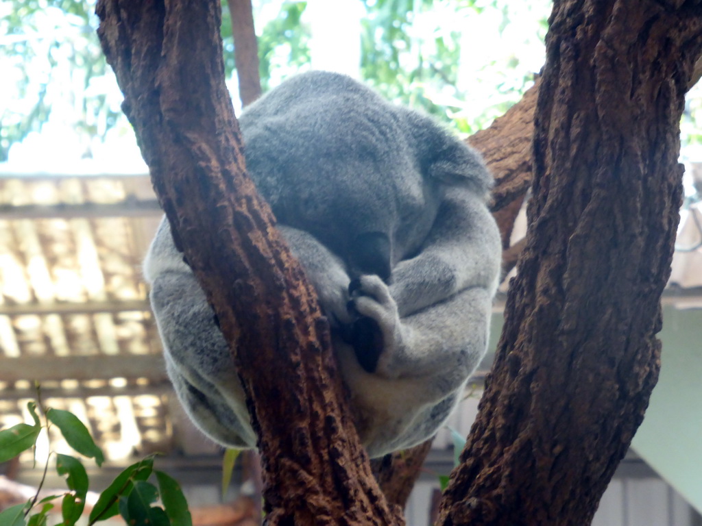 Koala at the Lone Pine Koala Sanctuary